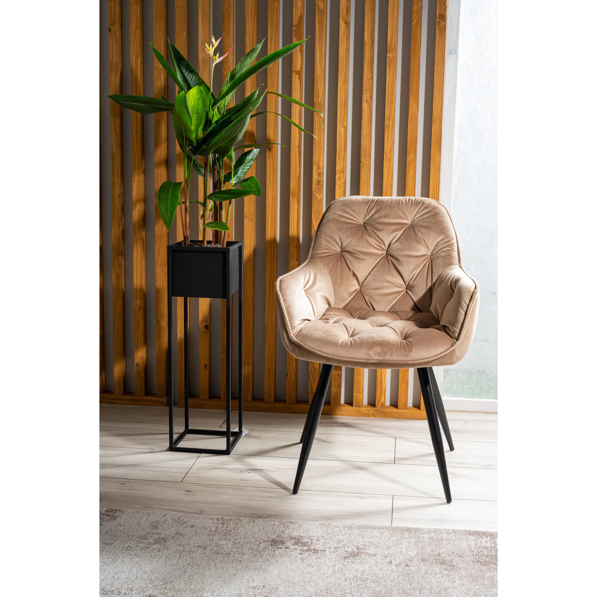 Scaun tapitat modern CHERRY, bej/negru, stofa catifelata/metal, 57x58x87 cm