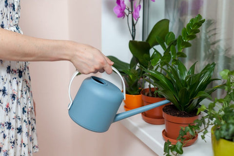 Top cele mai rezistente plante de apartament beneficii ingrijire