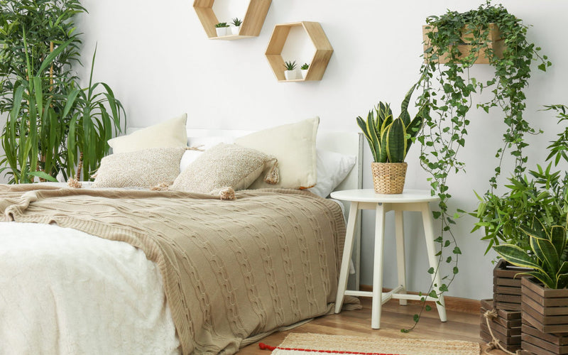 Plante benefice în dormitor: flori recomandate în camera unde dormi - ACAJU 